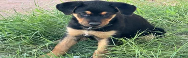 Negrito