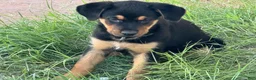 Mixed Breed dogs for sale: Negrito - Ad 1