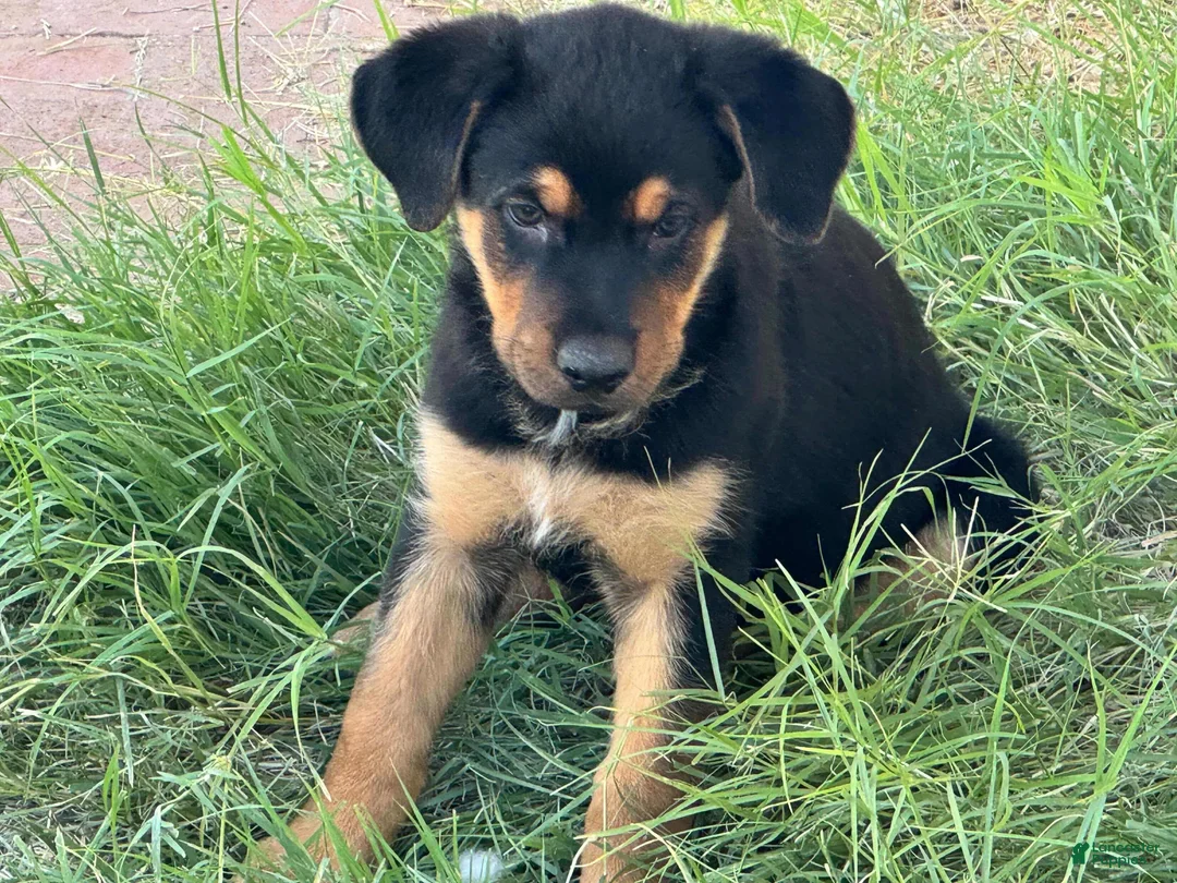 Mixed Breed dogs for sale: Negrito - Ad 1