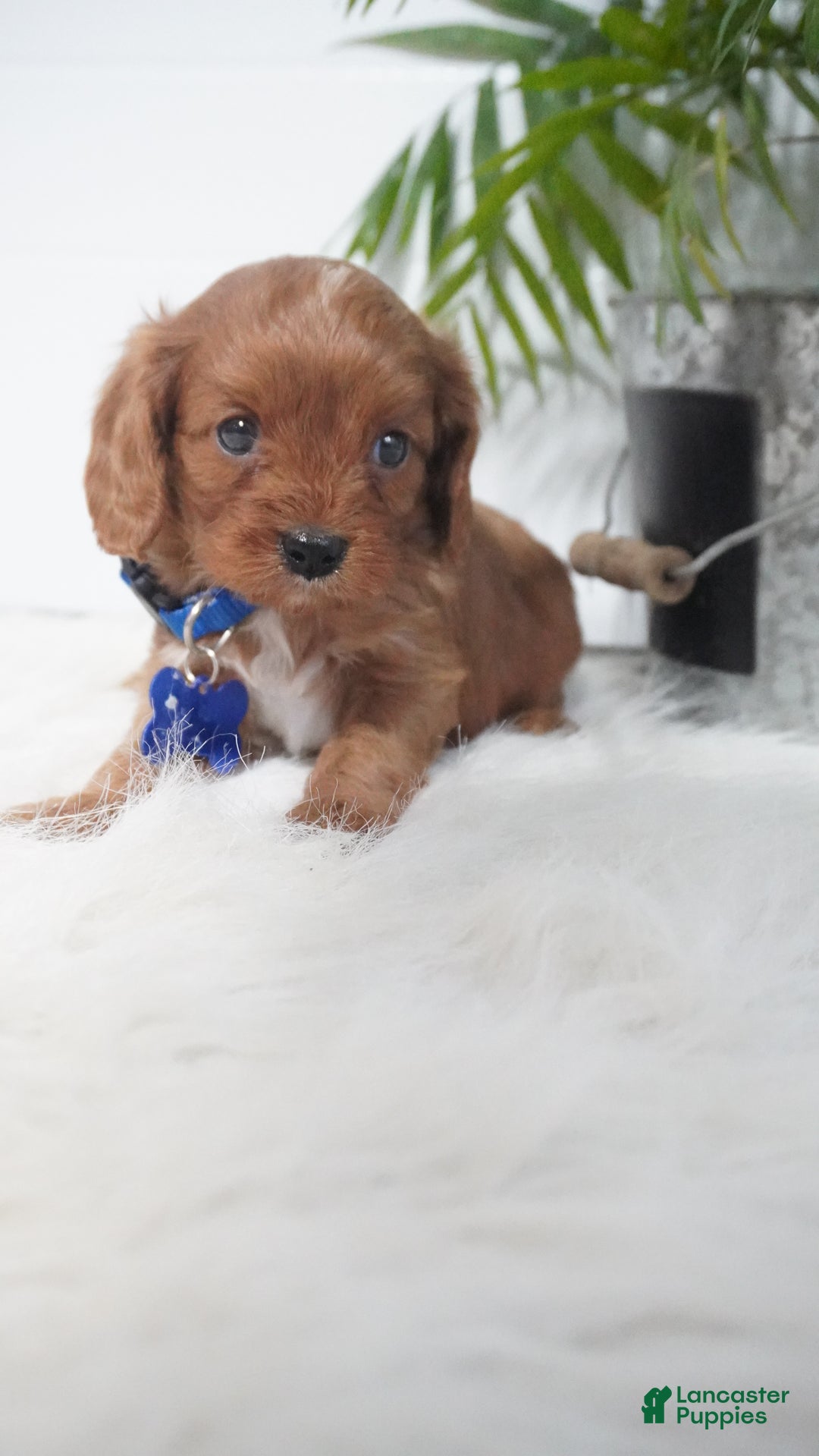 Cavapoo dogs for sale: Beau - Ad 4