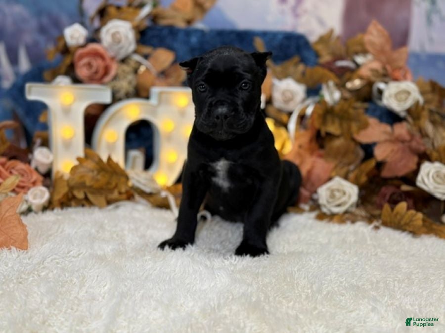 Cane Corso dogs Olive - Ad 1