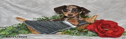 Dachshund dogs for sale: Danielle - Ad 2