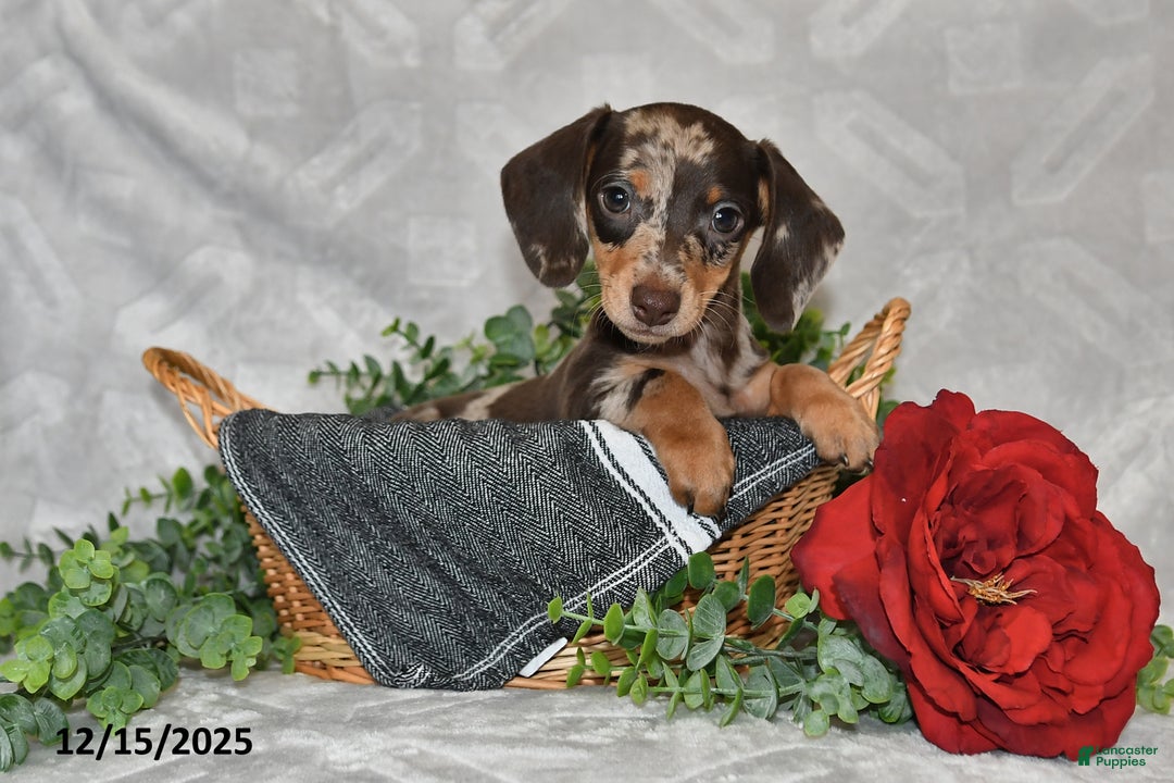 Dachshund dogs for sale: Danielle - Ad 2