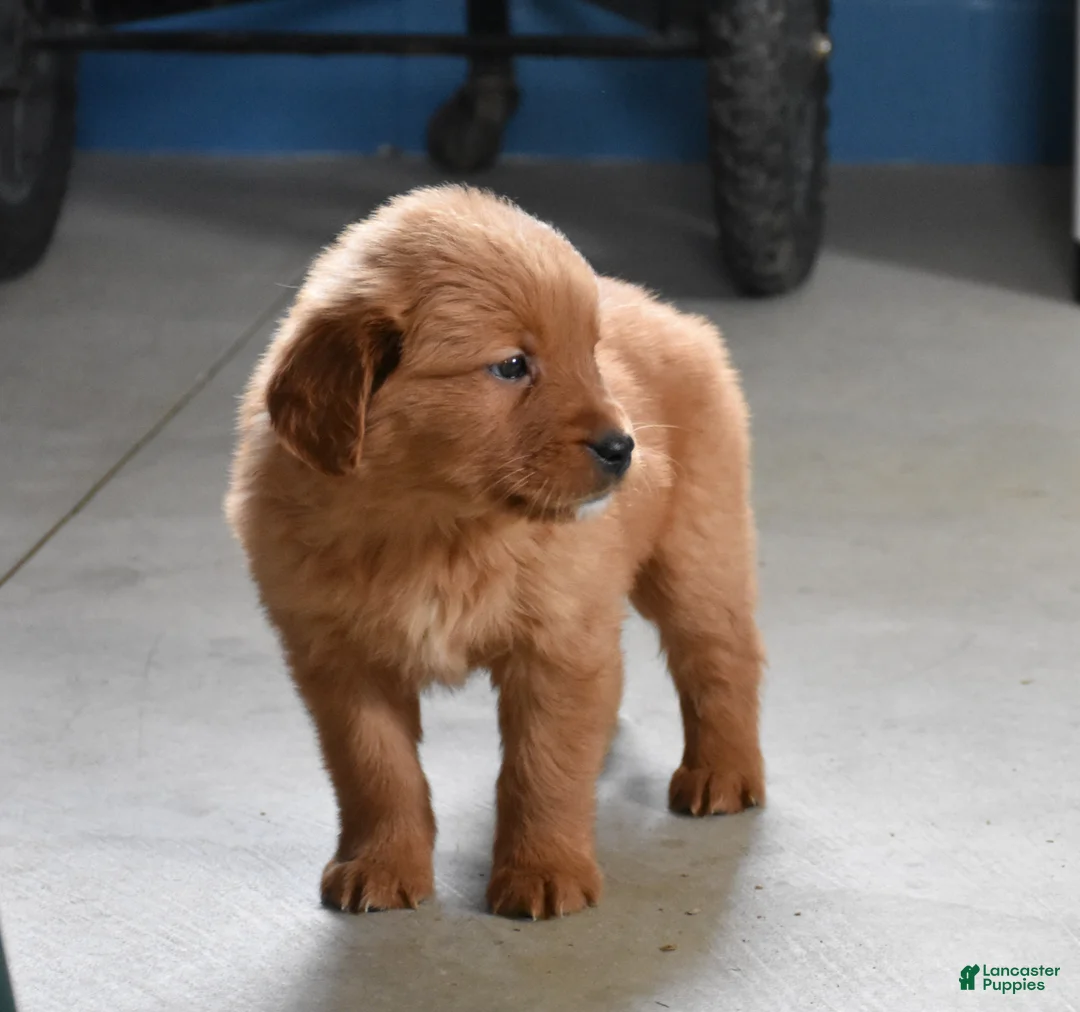 Golden Retriever dogs for sale: Sydney   Genetic/OFA - Ad 5