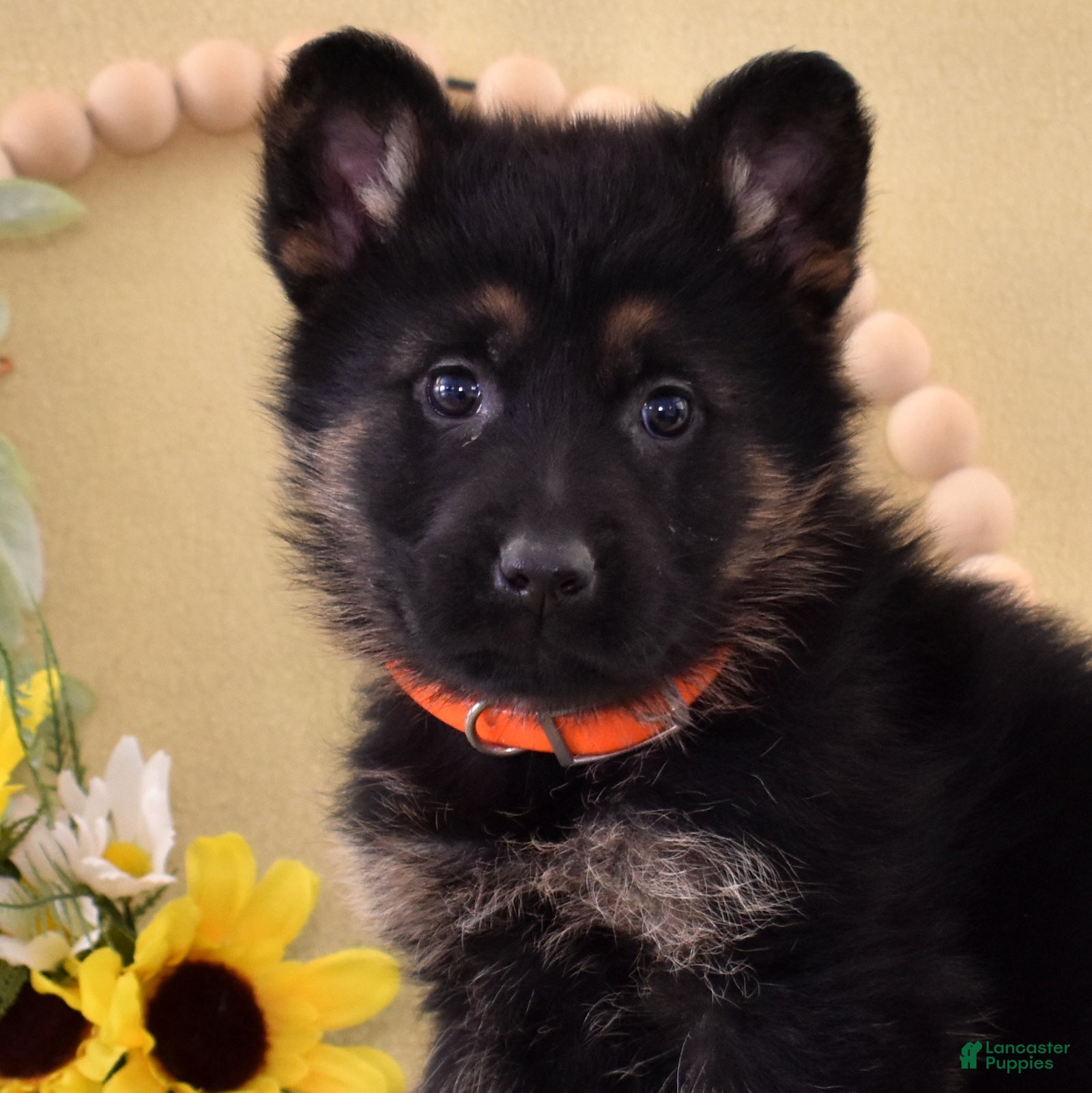 German Shepherd dogs Olivia  - Ad 1