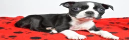 Boston Terrier dogs for sale: Cassidy - Ad 6