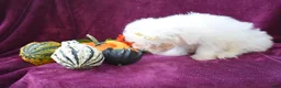 Maltese dogs for sale: Max - Ad 7