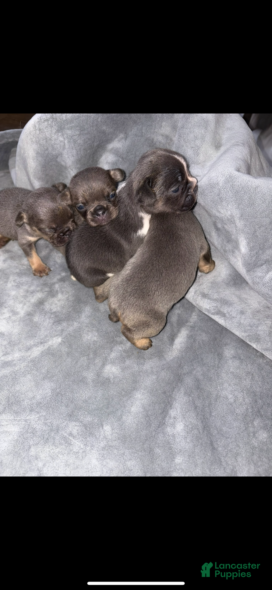 French Bulldog dogs for sale: Lala Female - Ad 4