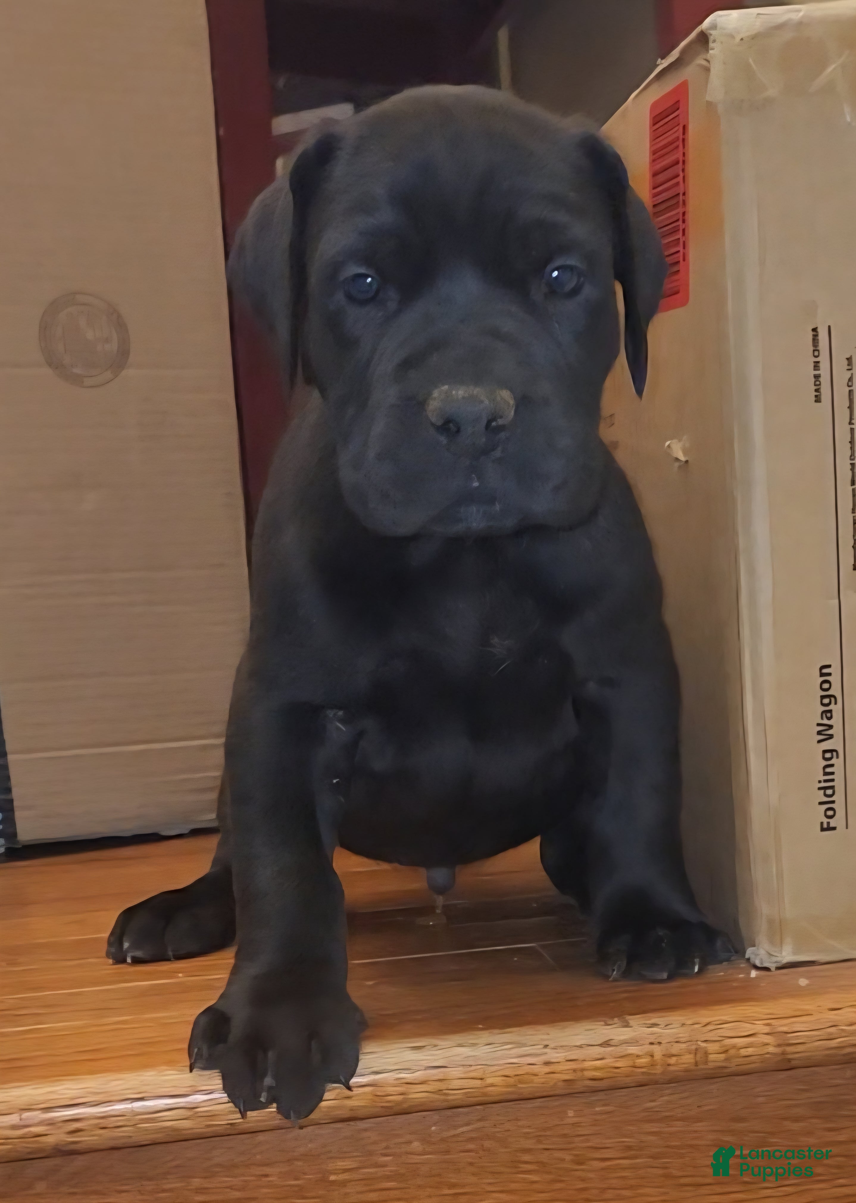 South African Boerboels dogs King - Ad 2