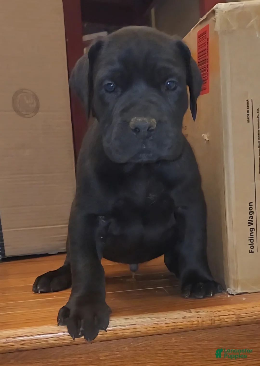 South African Boerboels dogs for sale: King - Ad 1