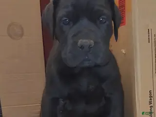 South African Boerboels dogs King - Ad 2