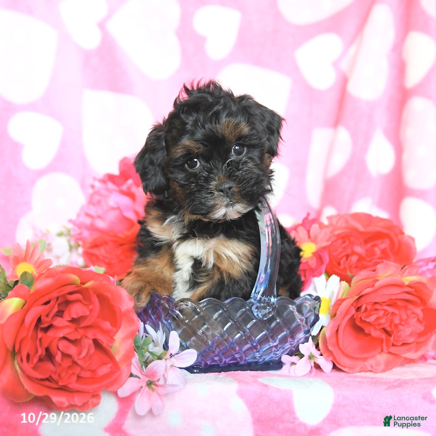 Shihpoo dogs for sale: Prince   - Ad 1
