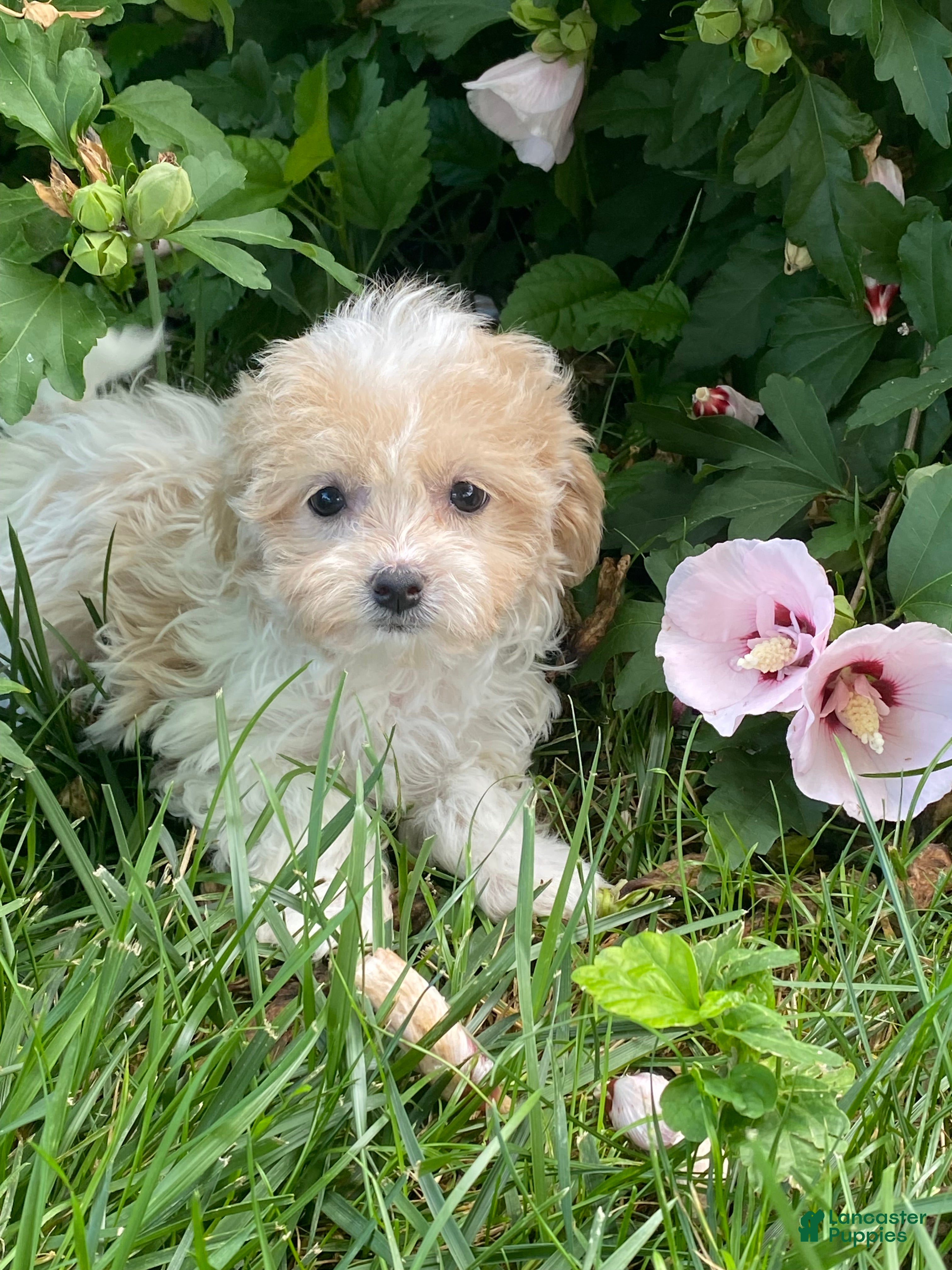Havanese dogs Heidi  - Ad 41