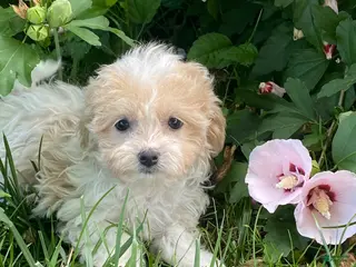 Havanese dogs Heidi - Ad 41