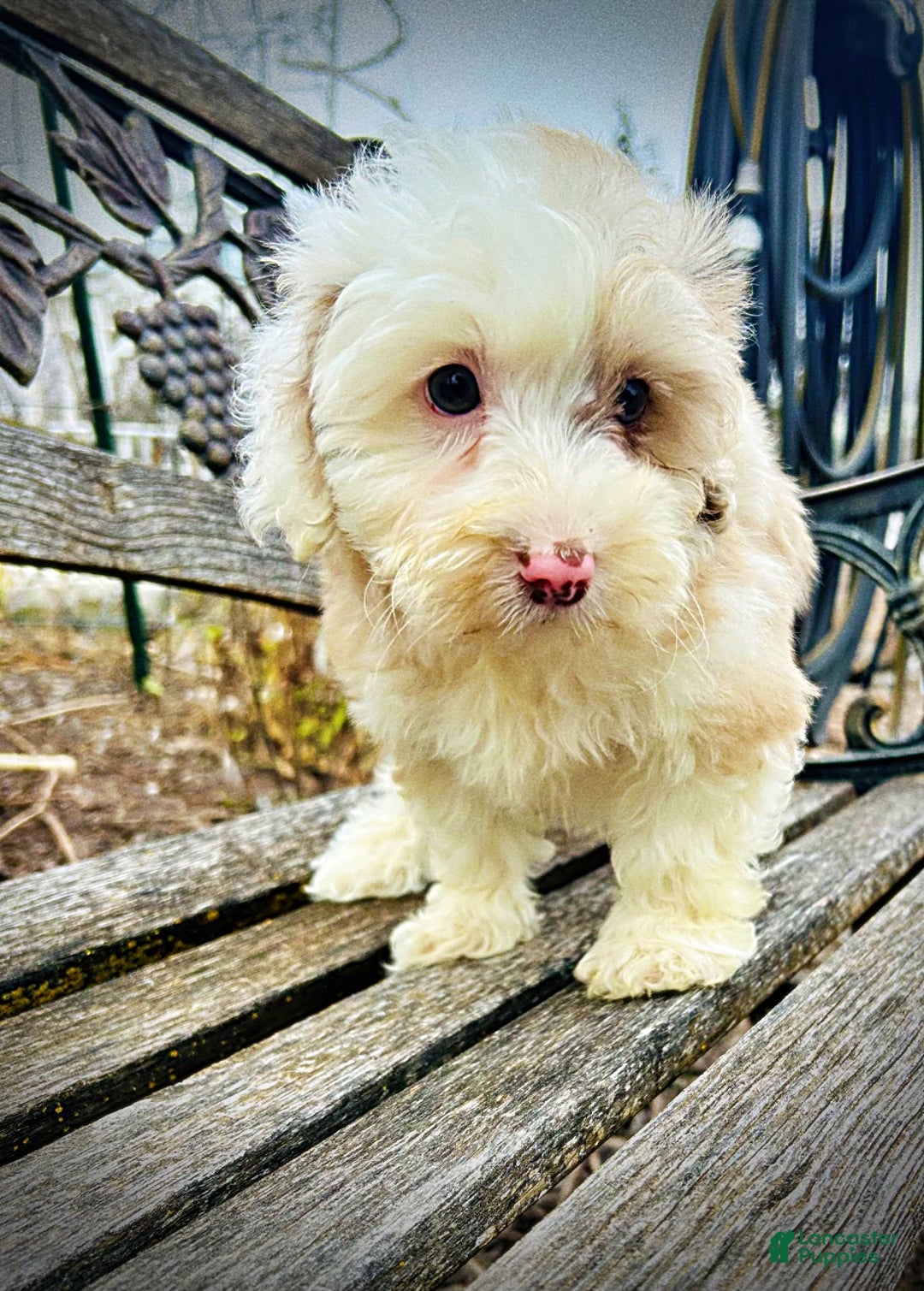 Havapoo dogs for sale: Wiggles - Ad 8