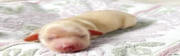 Miniature Dachshund dogs for sale: Vanilla - Ad 5