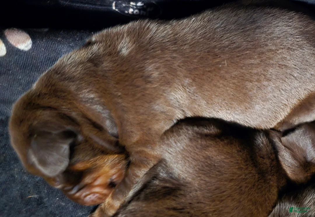 Doberman Pinscher dogs for sale: Athena - Ad 2