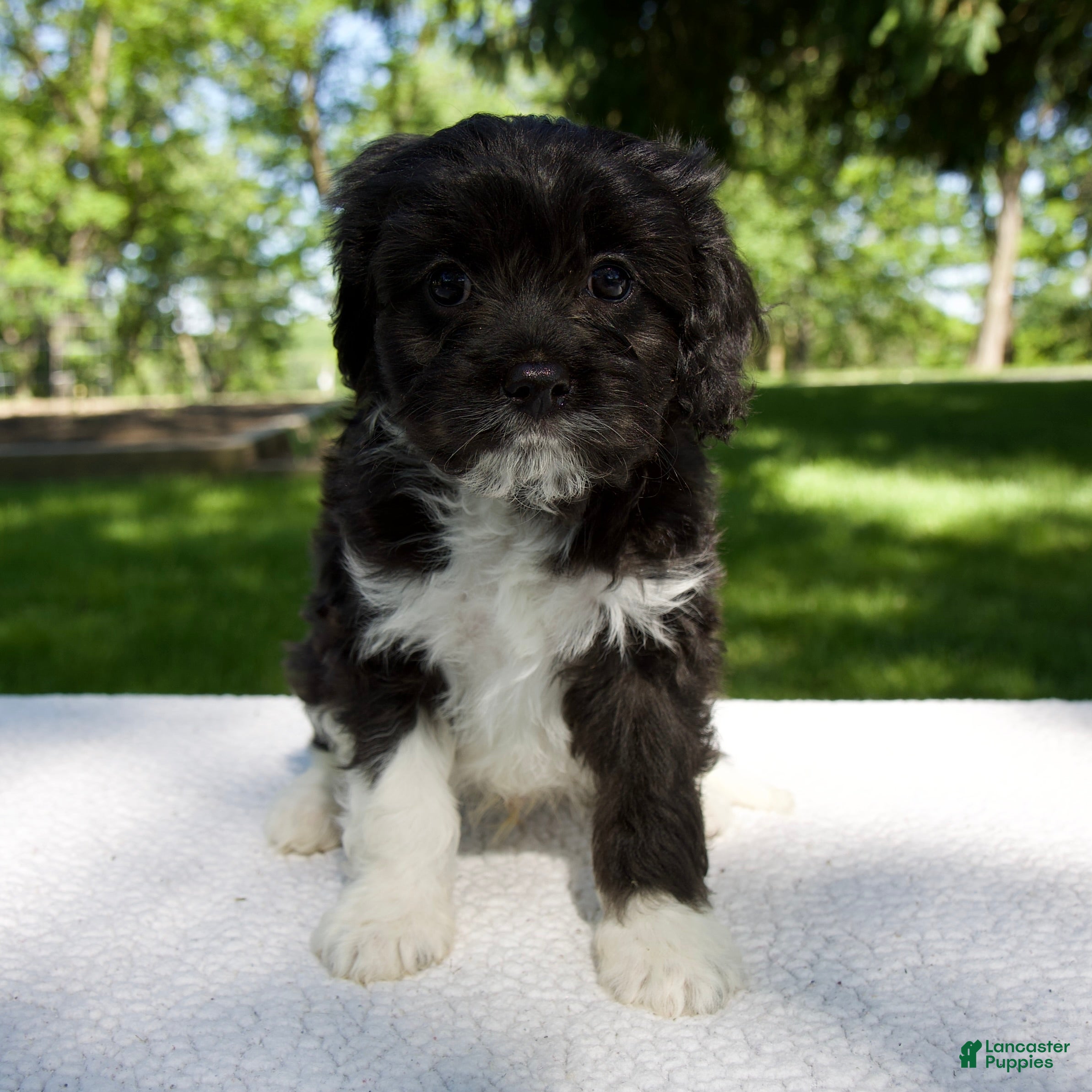 Cavapoo dogs for sale: Enzo - Ad 5