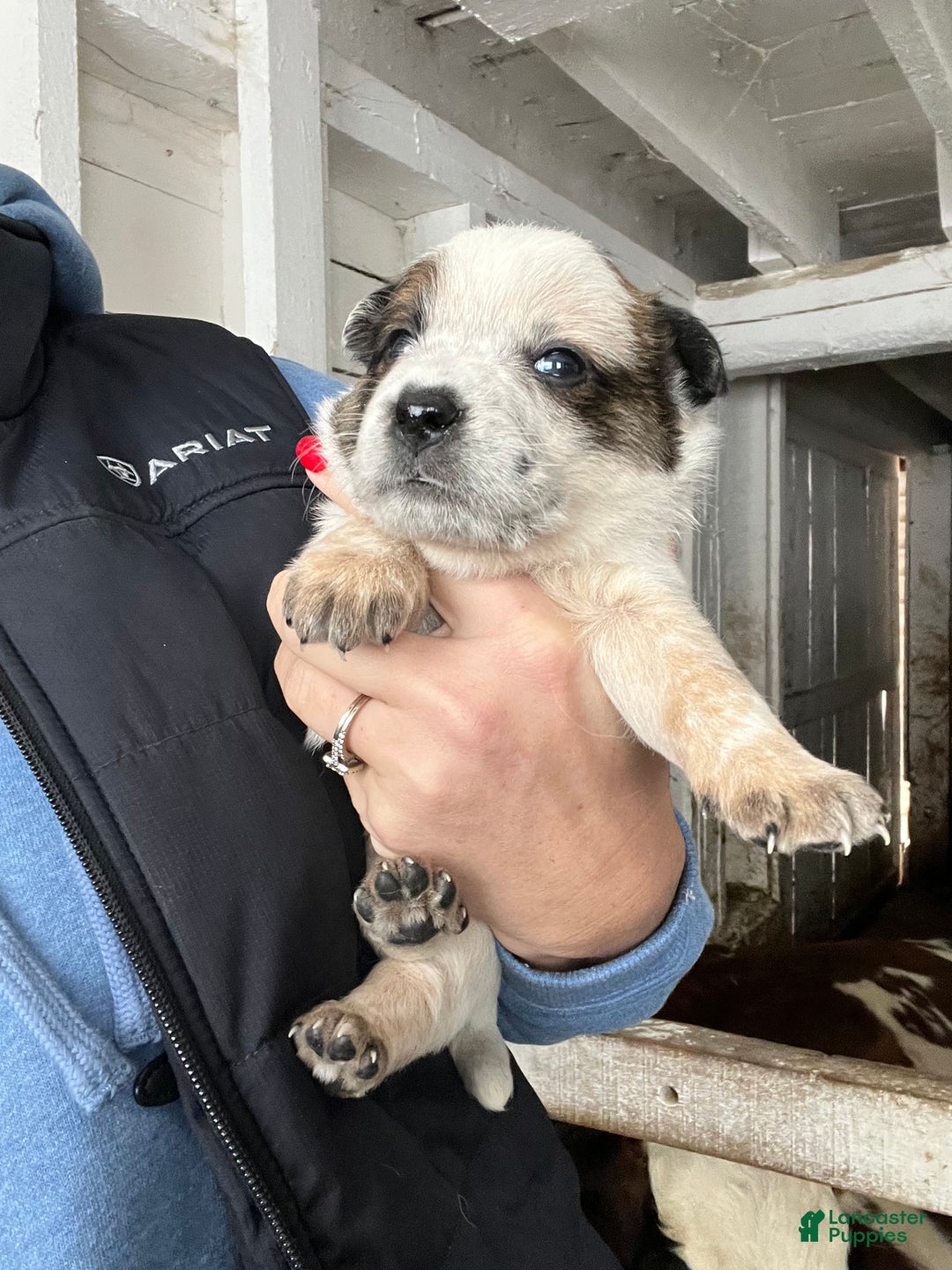 Australian Cattle Dog dogs for sale: Donny - Ad 2