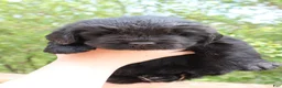 Newfoundland dogs for sale: Mantis - Ad 4