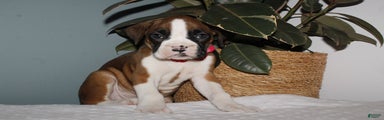 Boxer Puppy 1