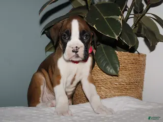 Boxer dogs Boxer Puppy 1 - Ad 42