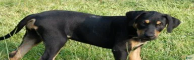 MS 2026 Male 3