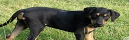 Catahoula Leopard Dog dogs for sale: MS 2026 Male 3 - Ad 1