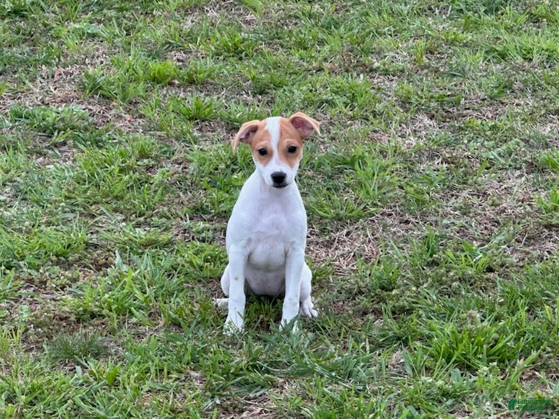 Jack Russell Terrier dogs Jack Russell Terrier Girl 2  - Ad 1