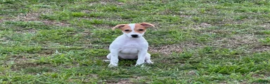 Jack Russell Terrier Girl 2 
