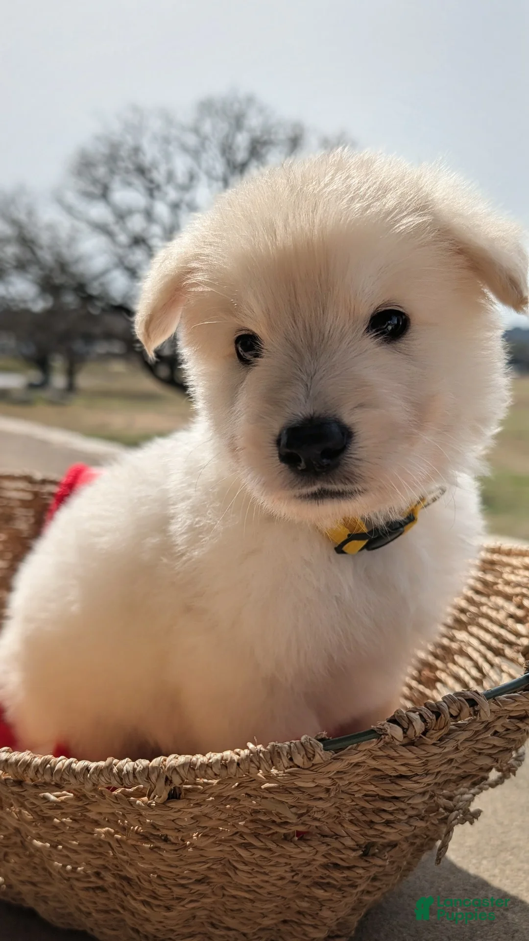 German Shepherd dogs for sale: Elbert - Ad 1