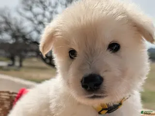 German Shepherd dogs for sale: Elbert - Ad 4