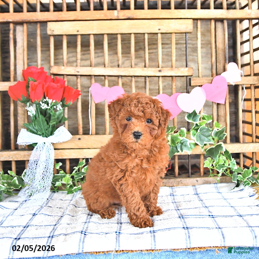 Mini Goldendoodle dogs Peggy - Ad 35