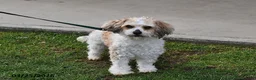 Cavachon dogs for sale: Mickey - Ad 3
