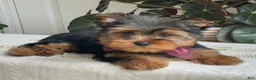 Yorkshire Terrier dogs for sale: Flo - Ad 14
