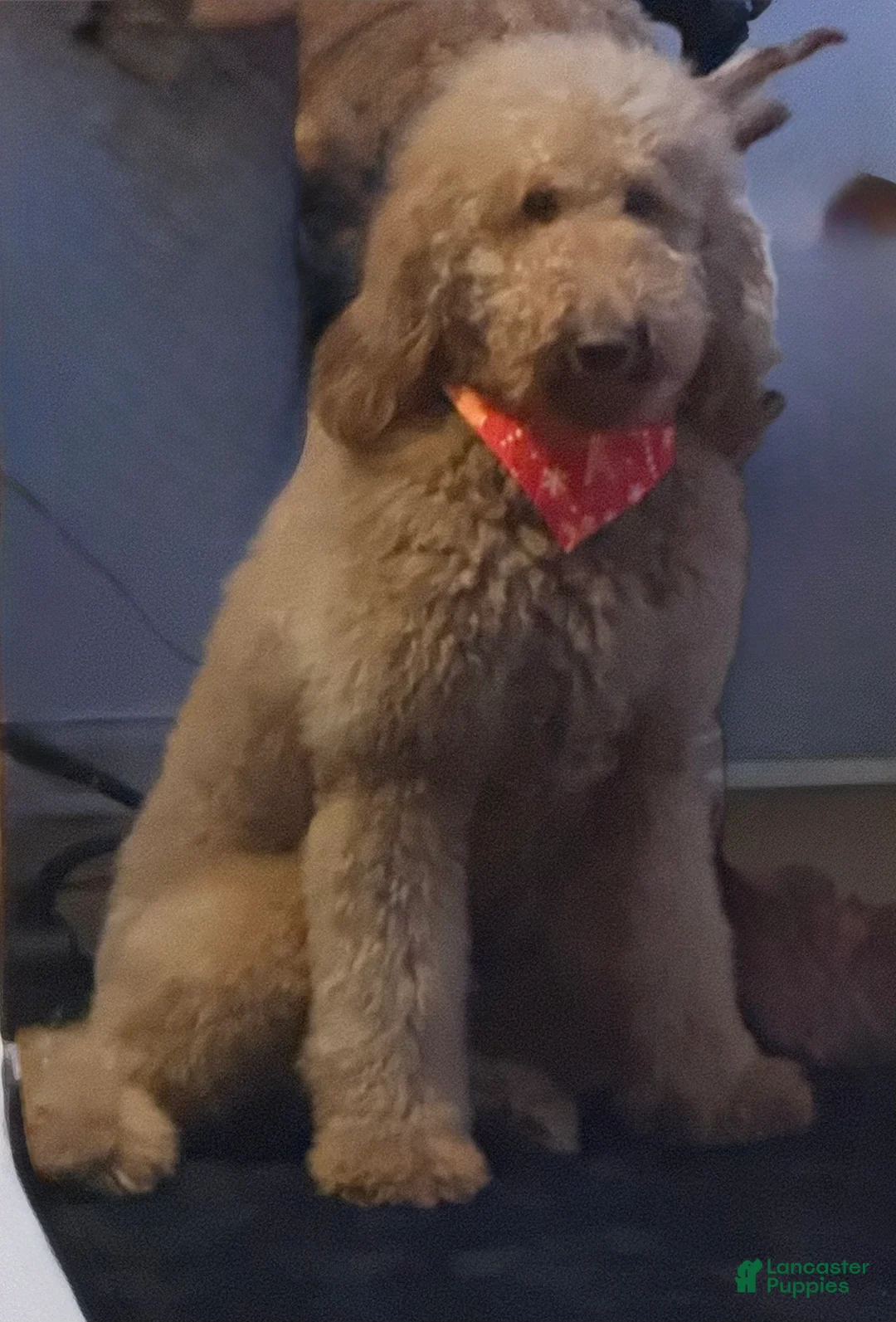 Goldendoodle dogs for sale: Luna - Ad 2