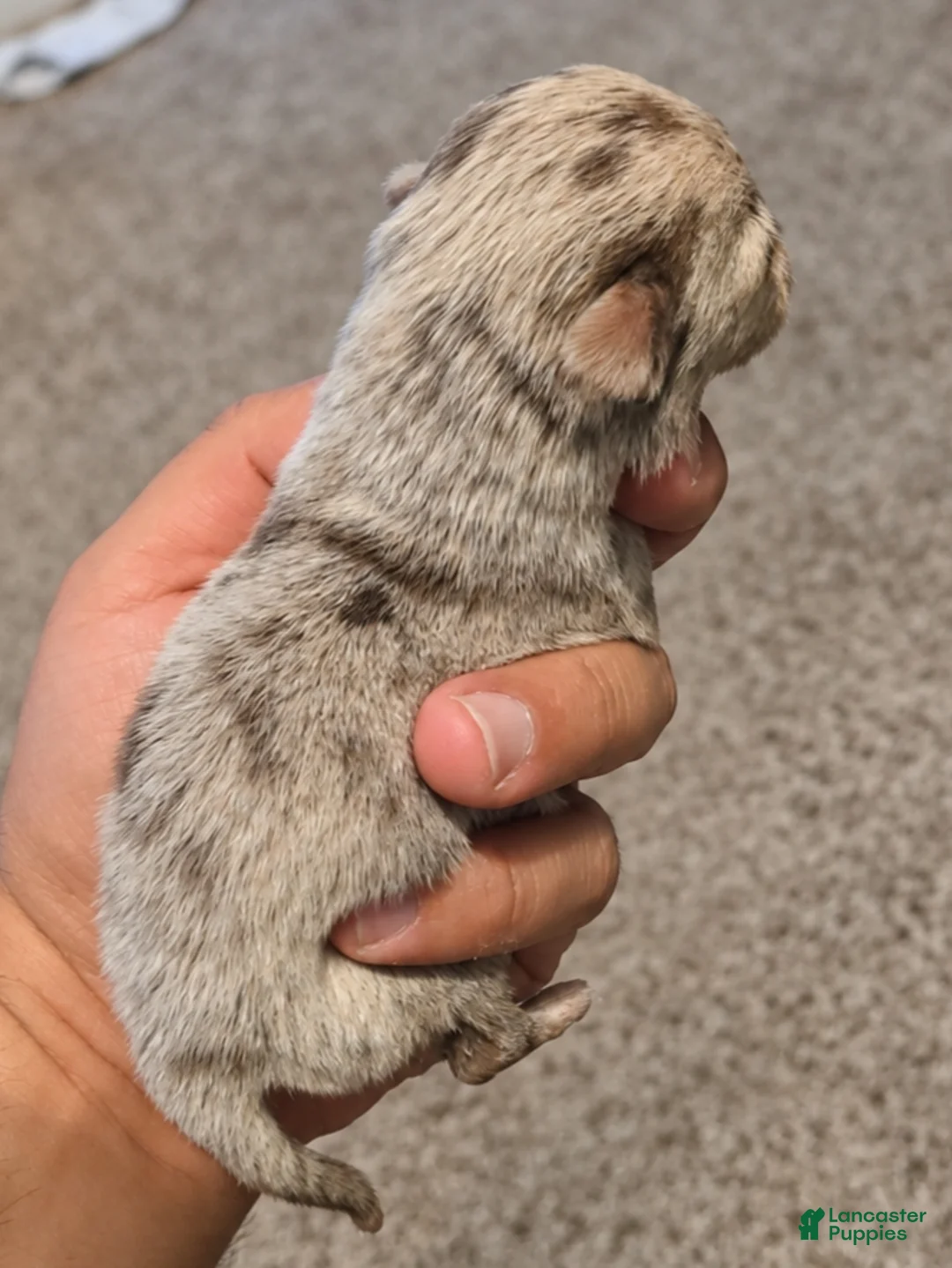 Chihuahua dogs for sale: Casper - Ad 2