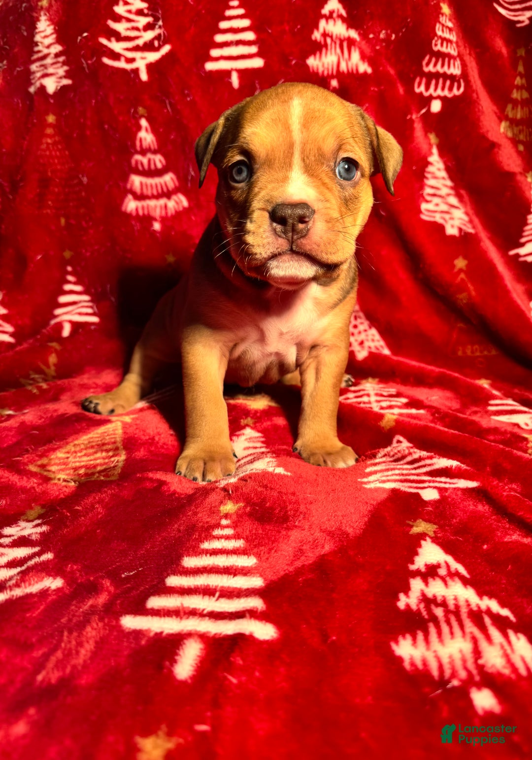 American Bully dogs for sale: American Bully Puppy 7 - Ad 2