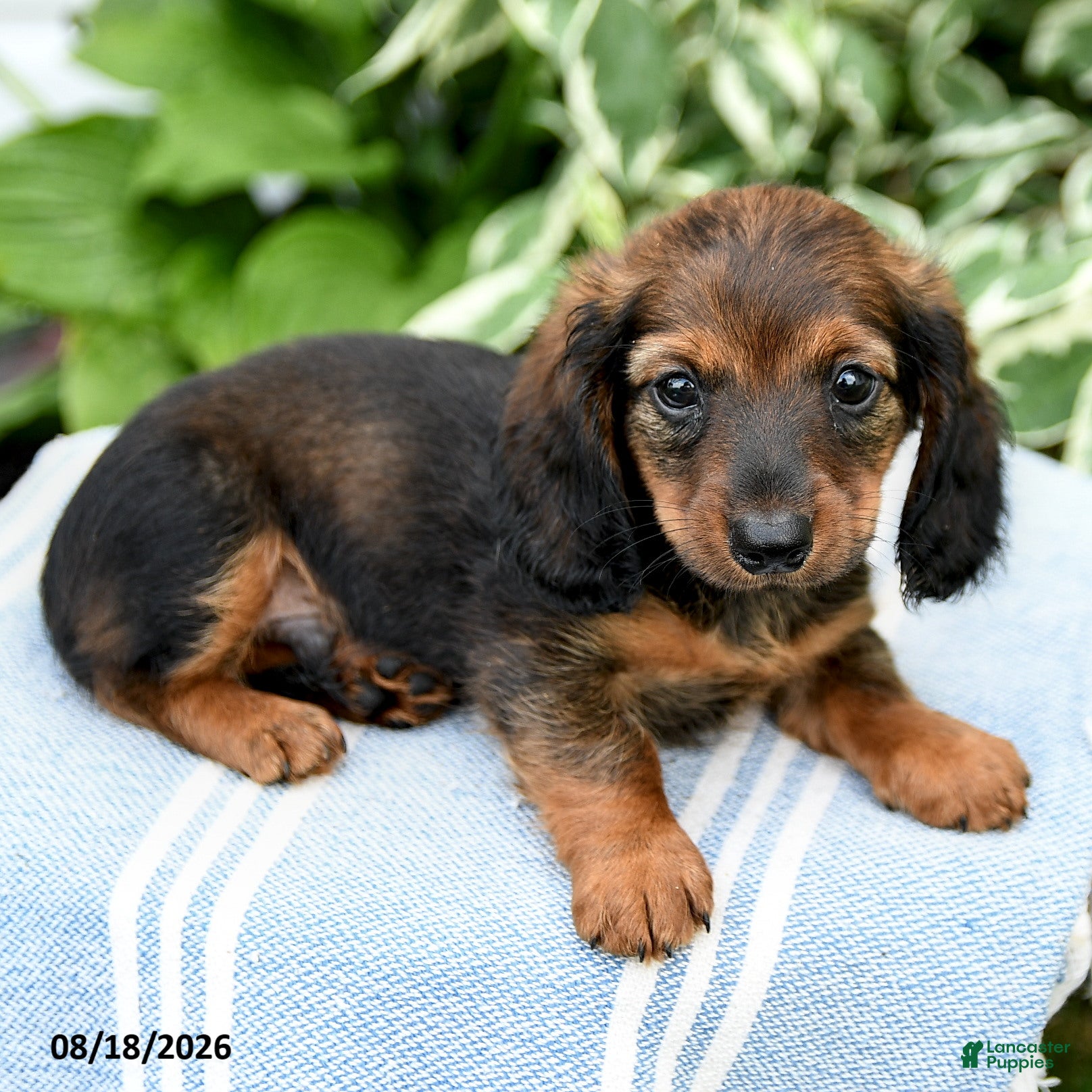 Miniature Dachshund dogs Marley - Ad 2