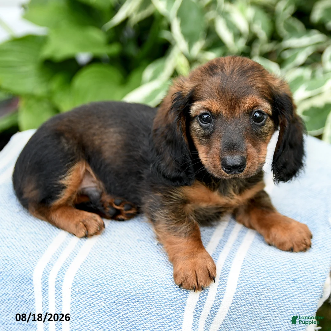 Miniature Dachshund dogs for sale: Marley - Ad 2