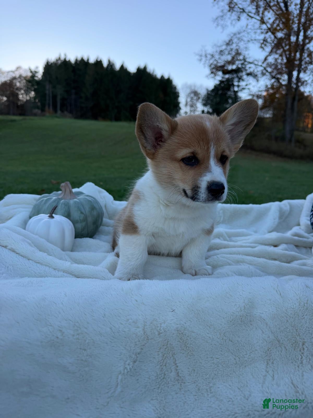 Welsh Corgi Pembroke dogs for sale: Lee - Ad 2