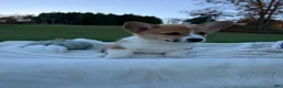 Welsh Corgi Pembroke dogs for sale: Lee - Ad 2