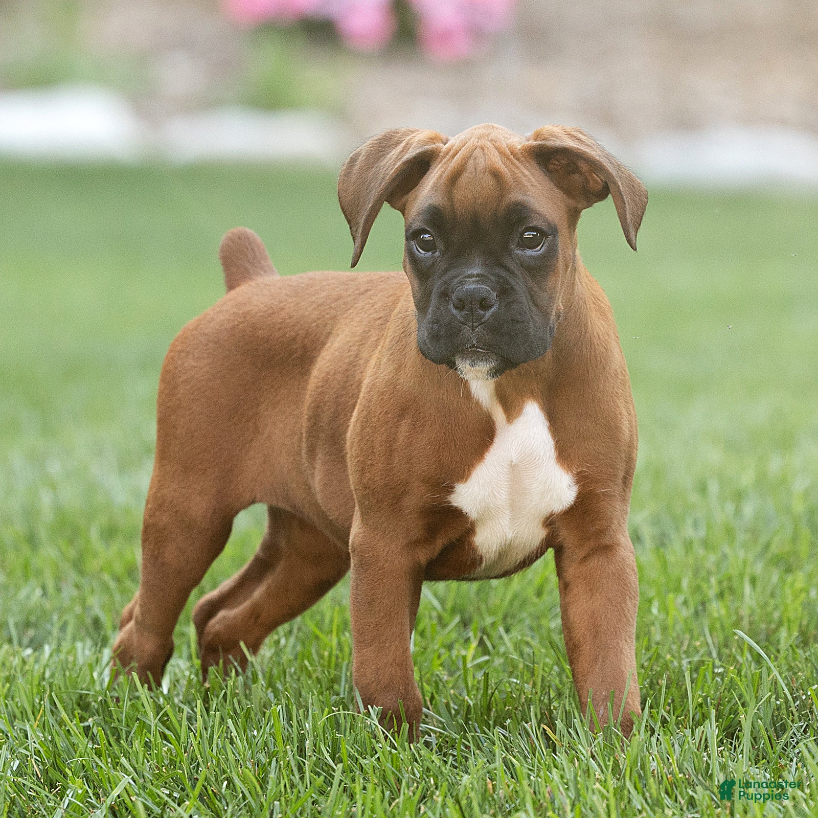Boxer dogs Neva Boxer  - Ad 1