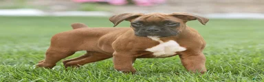 Neva Boxer 