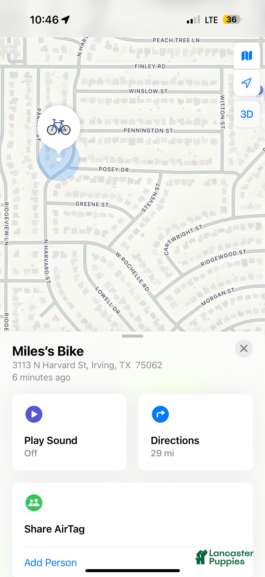 American Bully dogs for sale: American Bully Puppy  - Ad 4