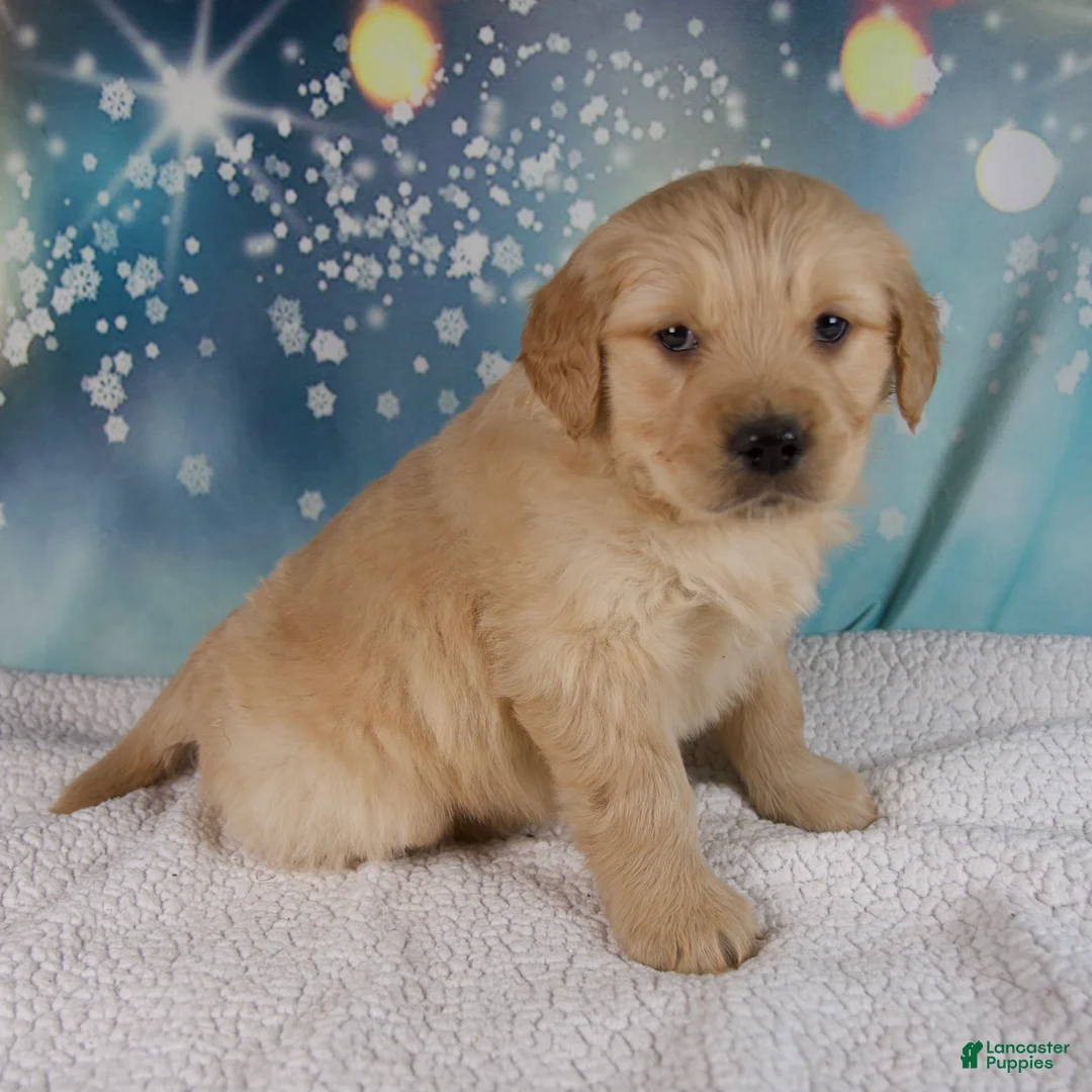 Golden Retriever dogs for sale: Elliot - Ad 2
