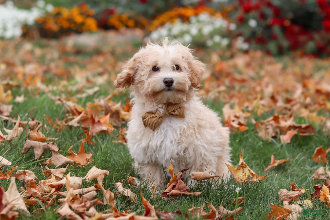 Havapoo dogs for sale: Brodie - Ad 2