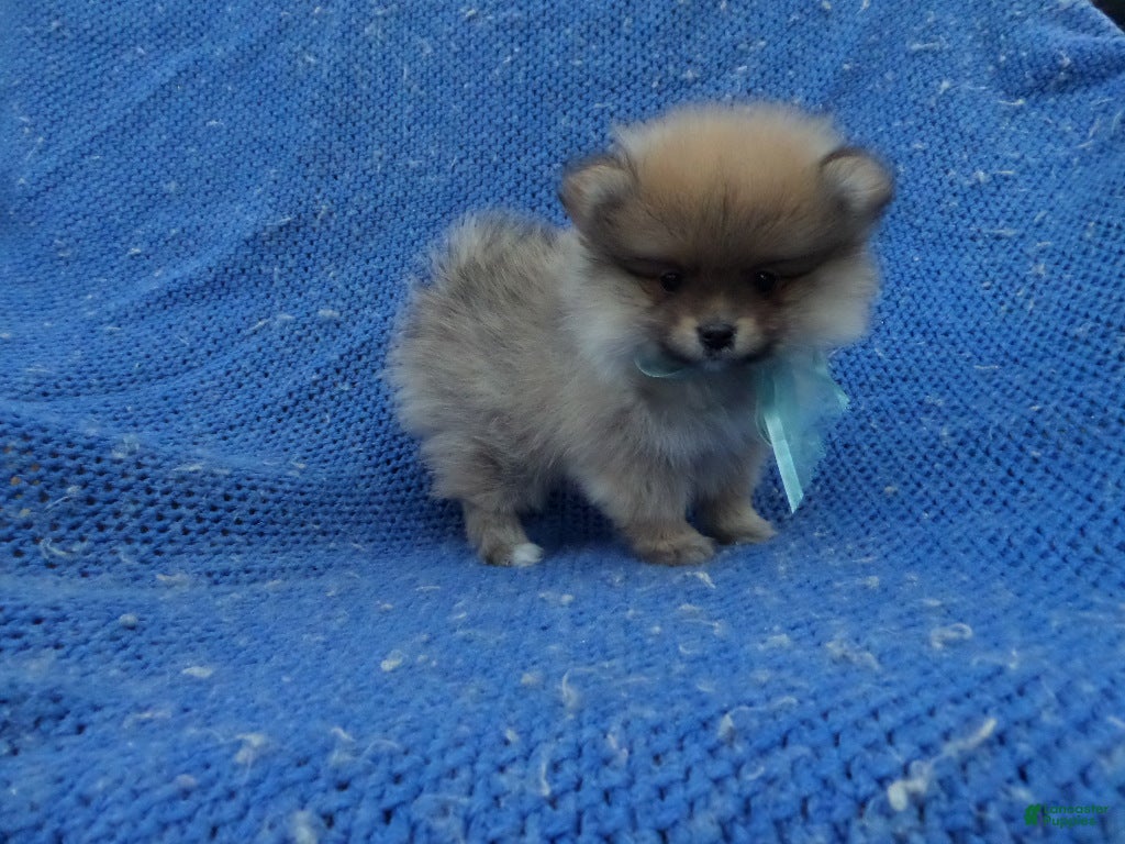 Pomeranian dogs Kolten - Ad 14