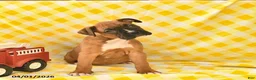 Boxer dogs for sale: Keisha  - Ad 3