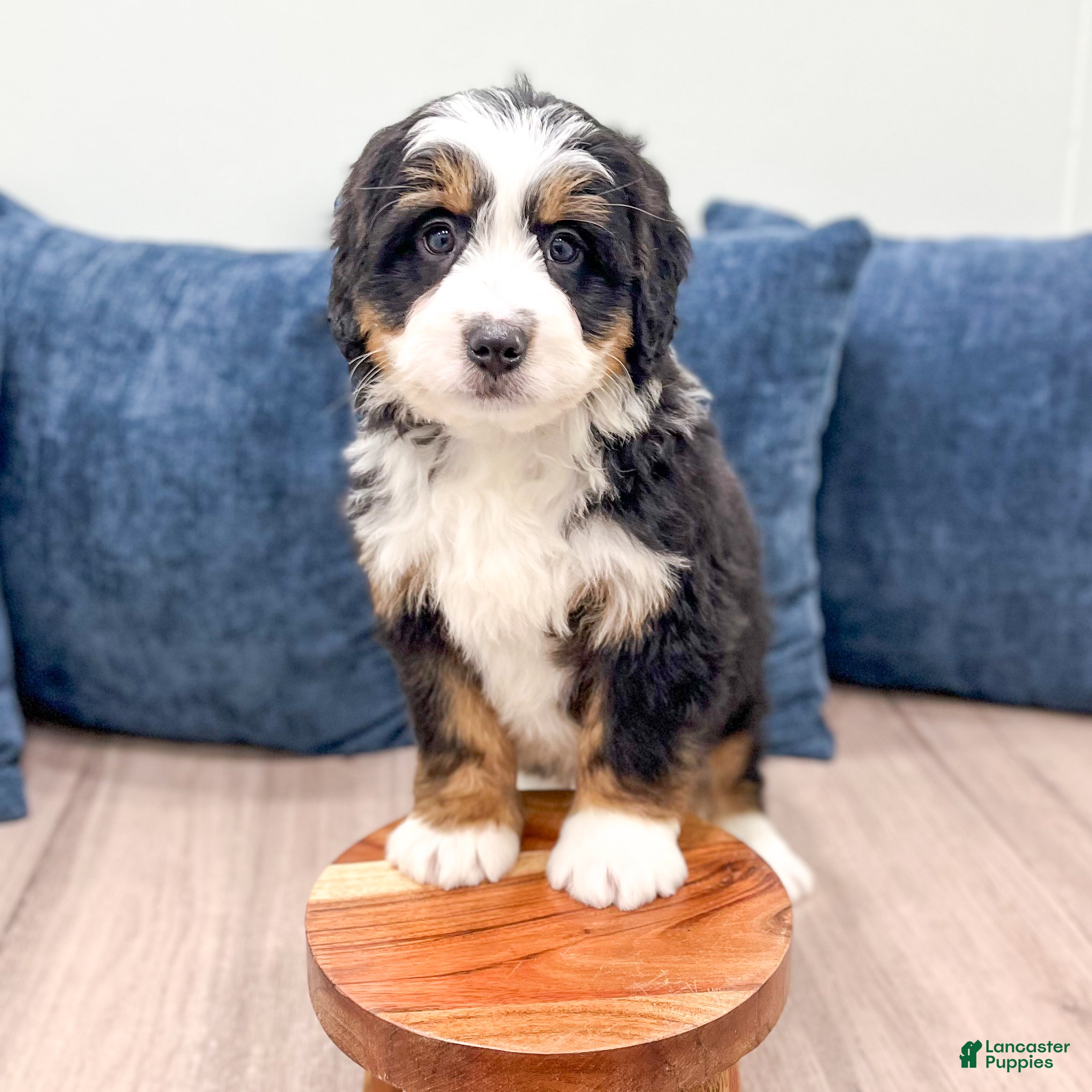 Mini Bernedoodle dogs Walter - Ad 4